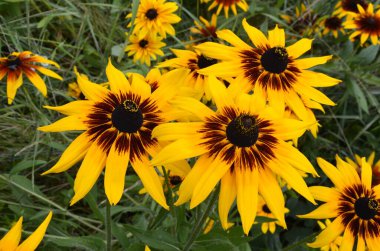 Rudbeckia fulgida çiçeği, portakal kabuğu ya da daimi koni çiçeği. Rudbeckia hirta Maya.