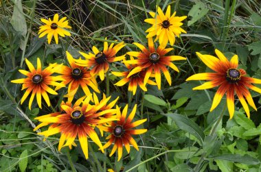 Rudbeckia fulgida çiçeği, portakal kabuğu ya da daimi koni çiçeği. Rudbeckia hirta Maya.