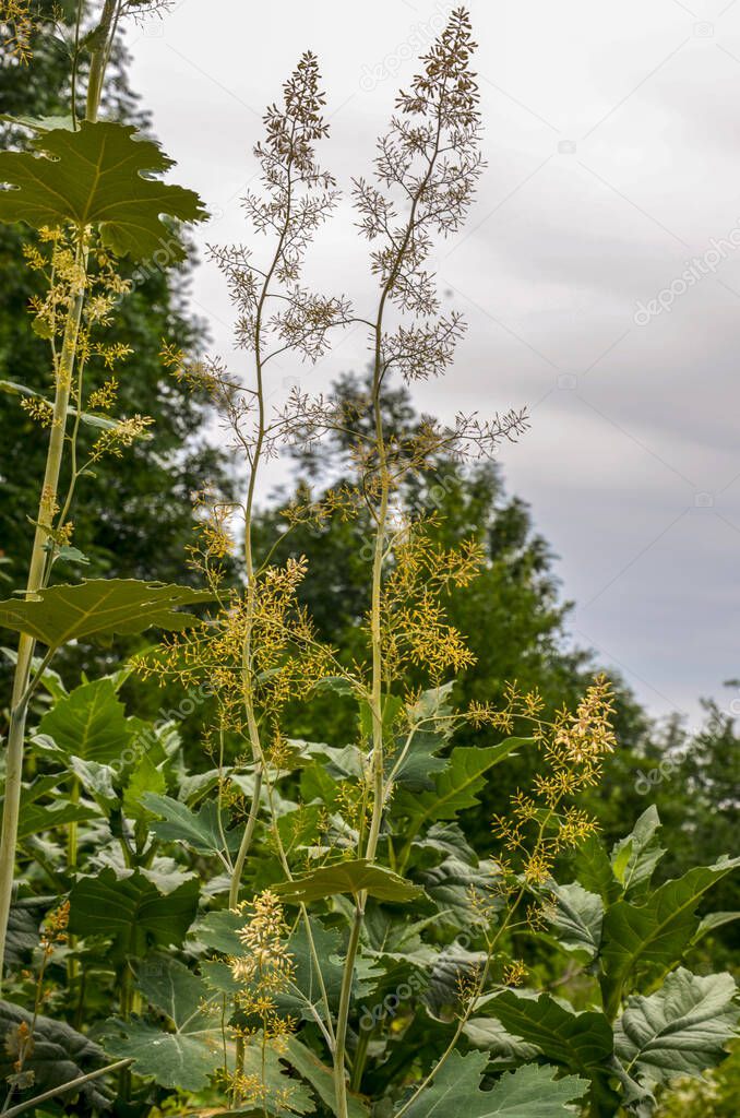 Macleaya cordata: a tall perennial plant blooms in the garden in summer.Beautiful passage of sunlight with macleaya cordata flower