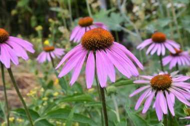 Ekinezya, deniz aşırı ülkelere karşı etkili olduğundan grip ya da soğuk hava gibi şeyler popüler ve ekinezya çayı içerir..