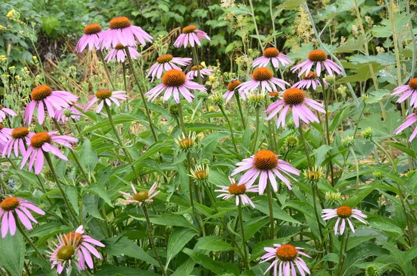 Echinacea Jest Skuteczny Zapobieganiu Granicą Więc Rzeczy Takie Jak Grypa — Zdjęcie stockowe