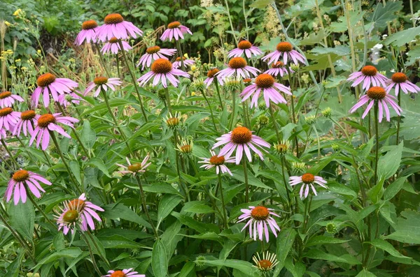 Echinacea Ist Wirksam Bei Der Verhinderung Von Übersee Dass Dinge — Stockfoto