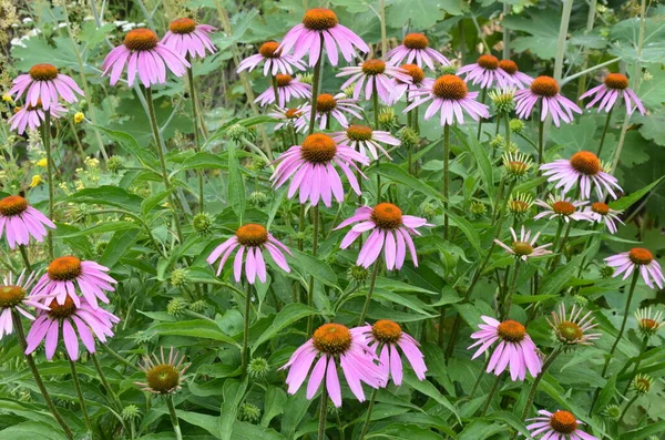 Echinacea 해외의 예방에 효과적 입니다 그래서 독감이나 감기와 인기가 Echinacea — 스톡 사진