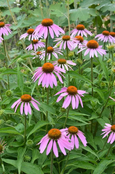 Echinacea Ist Wirksam Bei Der Verhinderung Von Übersee Dass Dinge — Stockfoto