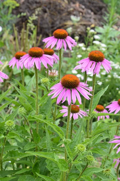 Echinacea Ist Wirksam Bei Der Verhinderung Von Übersee Dass Dinge — Stockfoto