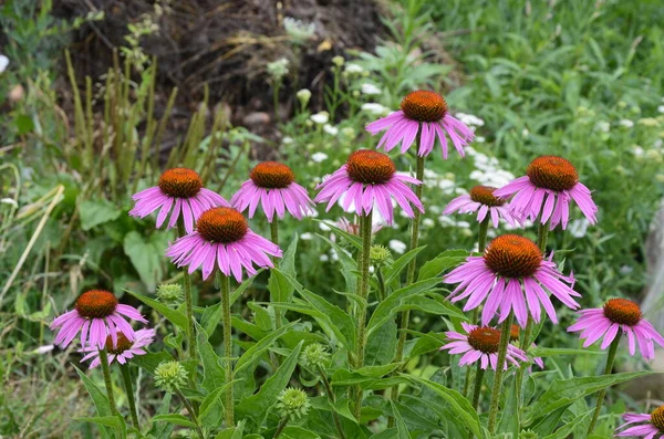 Echinacea Ist Wirksam Bei Der Verhinderung Von Übersee Dass Dinge — Stockfoto