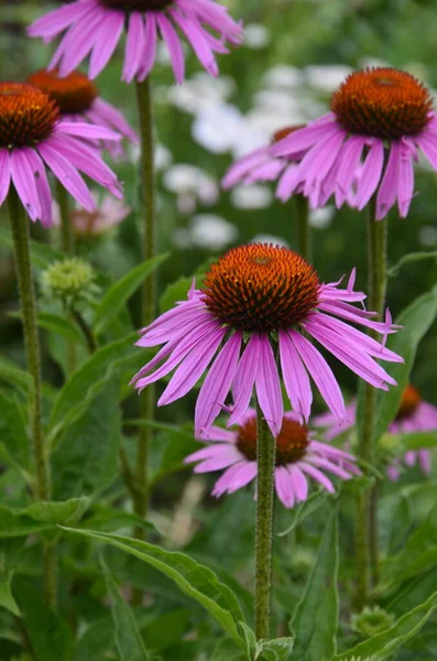 Echinacea Ist Wirksam Bei Der Verhinderung Von Übersee Dass Dinge — Stockfoto