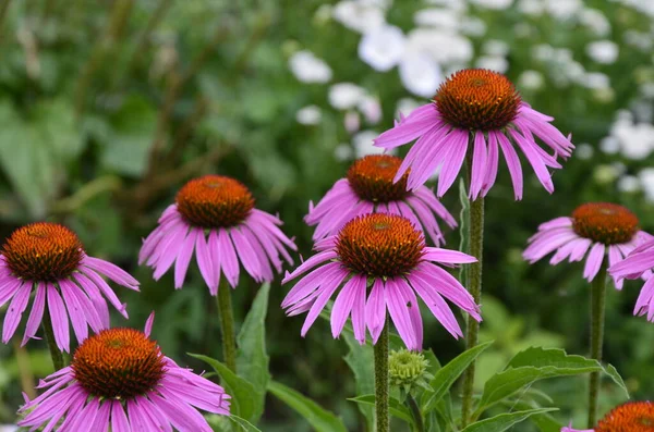 Echinacea 해외의 예방에 효과적 입니다 그래서 독감이나 감기와 인기가 Echinacea — 스톡 사진