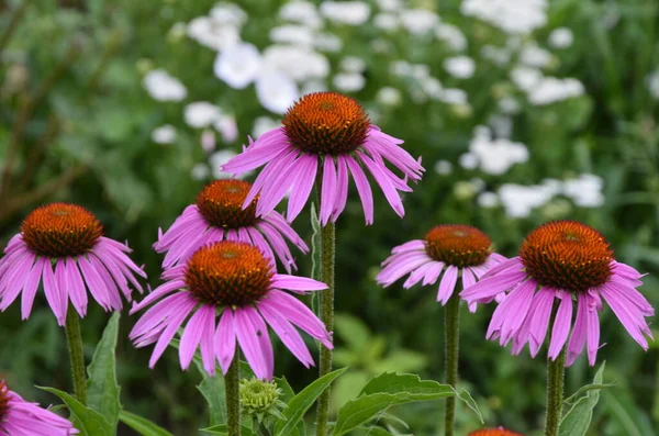 Echinacea Jest Skuteczny Zapobieganiu Granicą Więc Rzeczy Takie Jak Grypa — Zdjęcie stockowe