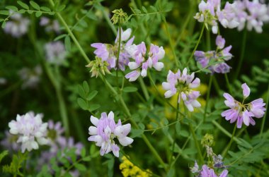 Securigera (Coronilla) varia çiçekleri. Mor kaplama.