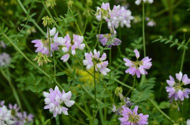Securigera (Coronilla) varia çiçekleri. Mor kaplama.
