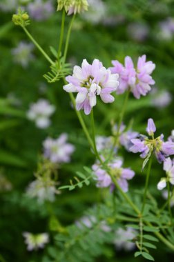 Securigera (Coronilla) varia çiçekleri. Mor kaplama.