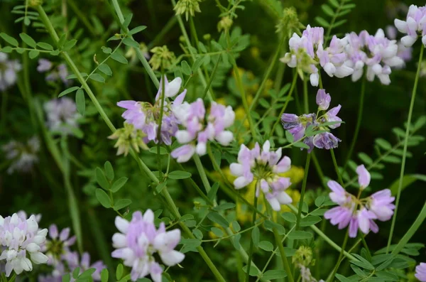 Securigera Coronilla Varia Flowers Purple Crown Vetch — Stock Photo, Image