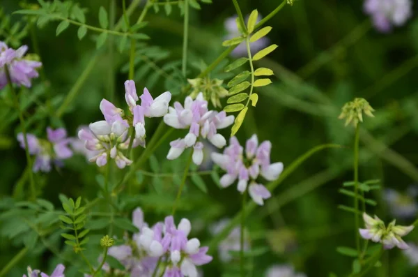 Securigera Coronilla Varia Flowers Purple Crown Vetch — Stock Photo, Image