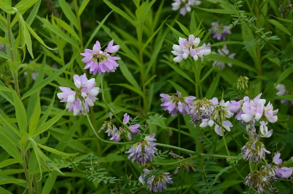 Kwiatów Securigera Coronilla Varia Wyka Fioletowa Korona — Zdjęcie stockowe