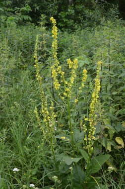 Geniş Çiçekli Mullein, Mullein, Verbascum yoğunluğu