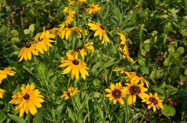 Rudbeckia fulgida çiçeği, portakal kabuğu ya da daimi koni çiçeği. Rudbeckia hirta Maya.