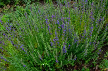 Hyssop çiçekleri (Hyssopus officinalis), tıbbi bitki, iyi bal bitkisi, aromatik sos.