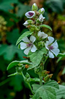 Marshmallow (Althaea officinalis) is a natural healing process. clipart