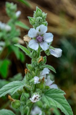 Marshmallow (Althaea officinalis) doğal bir iyileşme sürecidir..