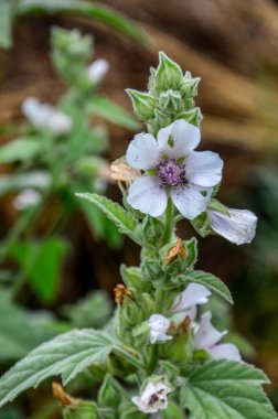 Marshmallow (Althaea officinalis) doğal bir iyileşme sürecidir..