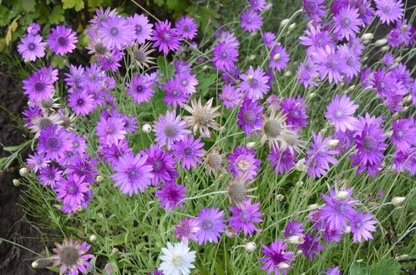 Xeranthemum Annuum Una Especie Planta Con Flores También Conocida Como —  Fotos de Stock