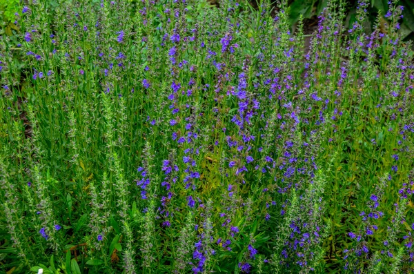 Fiori Issopo Hyssopus Officinalis Pianta Medicinale Buona Pianta Del Miele — Foto Stock