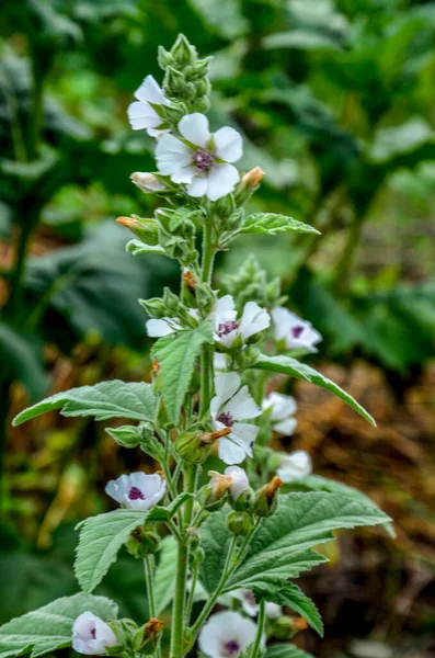 Marshmallow Althaea Officinalis Processo Cura Natural — Fotografia de Stock