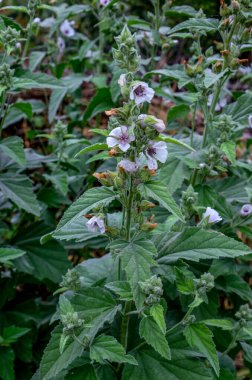 Marshmallow (Althaea officinalis) doğal bir iyileşme sürecidir..