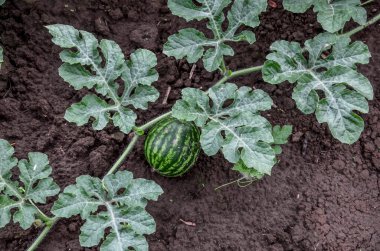 Büyüyen karpuzlar. Tarım. Doğal karpuz tarlada yetişir. Organik tarım.