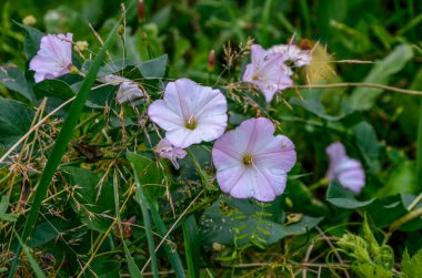 İlçede pembe çiçek açan bağyosunu çiçekleri (Convolvulus arvensis)