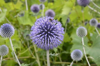 Echinops ritro L, Globe thistle, küçük dünya devedikeni. Bahçedeki Echinops çiçekleri. Ukrayna 'nın güney küresi olarak bilinen Echinops ritro' nun mavi topları.