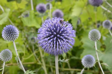 Echinops ritro L, Globe thistle, küçük dünya devedikeni. Bahçedeki Echinops çiçekleri. Ukrayna 'nın güney küresi olarak bilinen Echinops ritro' nun mavi topları.