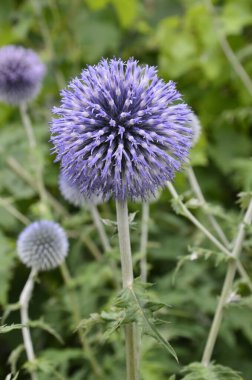 Echinops ritro L, Globe thistle, küçük dünya devedikeni. Bahçedeki Echinops çiçekleri. Ukrayna 'nın güney küresi olarak bilinen Echinops ritro' nun mavi topları.