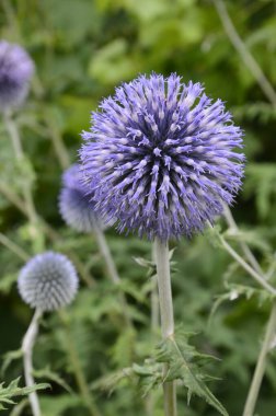 Echinops ritro L, Globe thistle, küçük dünya devedikeni. Bahçedeki Echinops çiçekleri. Ukrayna 'nın güney küresi olarak bilinen Echinops ritro' nun mavi topları.