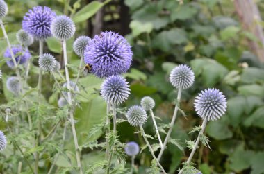 Echinops ritro L, Globe thistle, küçük dünya devedikeni. Bahçedeki Echinops çiçekleri. Ukrayna 'nın güney küresi olarak bilinen Echinops ritro' nun mavi topları.