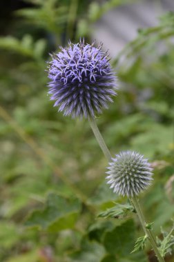 Echinops ritro L, Globe thistle, küçük dünya devedikeni. Bahçedeki Echinops çiçekleri. Ukrayna 'nın güney küresi olarak bilinen Echinops ritro' nun mavi topları.