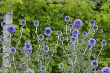 Echinops ritro L, Globe thistle, küçük dünya devedikeni. Bahçedeki Echinops çiçekleri. Ukrayna 'nın güney küresi olarak bilinen Echinops ritro' nun mavi topları.