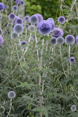 Echinops ritro L, Globe thistle, küçük dünya devedikeni. Bahçedeki Echinops çiçekleri. Ukrayna 'nın güney küresi olarak bilinen Echinops ritro' nun mavi topları.