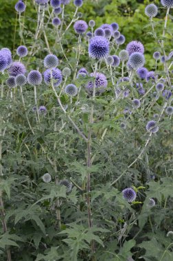 Echinops ritro L, Globe thistle, küçük dünya devedikeni. Bahçedeki Echinops çiçekleri. Ukrayna 'nın güney küresi olarak bilinen Echinops ritro' nun mavi topları.