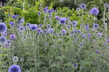 Echinops ritro L, Globe thistle, küçük dünya devedikeni. Bahçedeki Echinops çiçekleri. Ukrayna 'nın güney küresi olarak bilinen Echinops ritro' nun mavi topları.