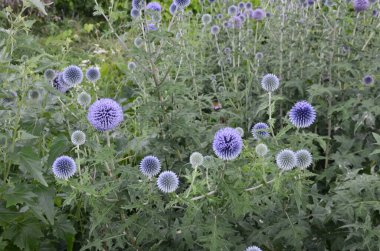 Echinops ritro L, Globe thistle, küçük dünya devedikeni. Bahçedeki Echinops çiçekleri. Ukrayna 'nın güney küresi olarak bilinen Echinops ritro' nun mavi topları.