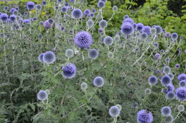 Echinops ritro L, Globe thistle, küçük dünya devedikeni. Bahçedeki Echinops çiçekleri. Ukrayna 'nın güney küresi olarak bilinen Echinops ritro' nun mavi topları.