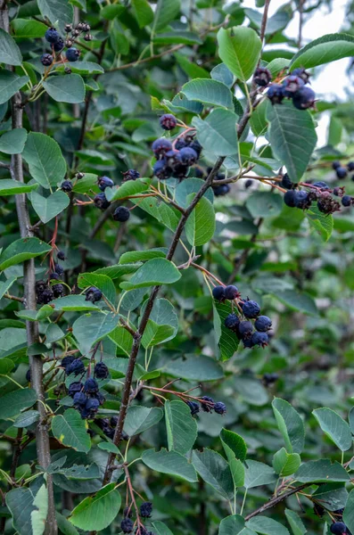 Frutos Roxos Shadbush Serviceberry Close Berry Lamarckii Amelanchier Também Chamado — Fotografia de Stock