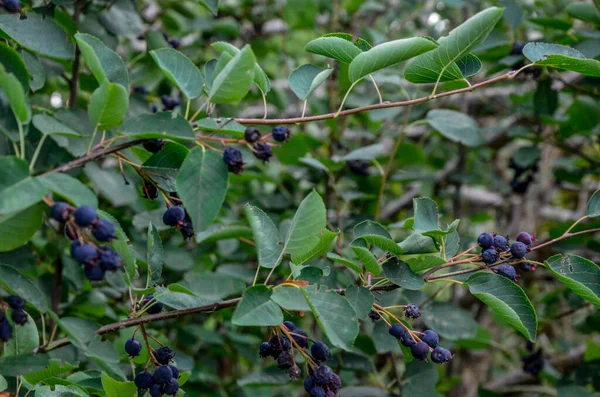 Frutos Roxos Shadbush Serviceberry Close Berry Lamarckii Amelanchier Também Chamado — Fotografia de Stock