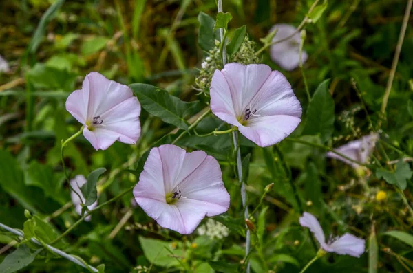 Fleurs Mauvaises Herbes Des Champs Fleurs Roses Convolvulus Arvensis Dans — Photo