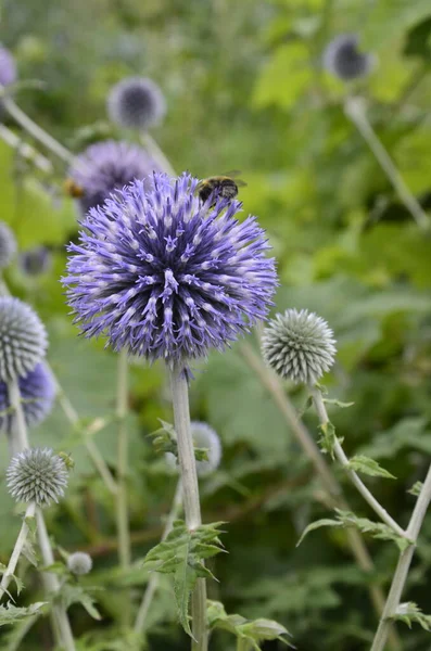 Echinops Ritro Globe Thistle Small Globe Thistle Echinops Flowers Garden — Stock Photo, Image