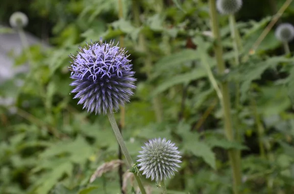 Echinops Ritro Globe Thistle 小さな地球のアザミ庭のEchinops花ウクライナで南グローバルなとして知られているEchinops Ritroの青いボールの花 — ストック写真