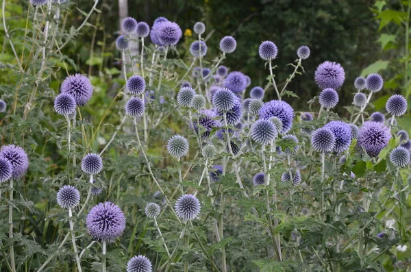 Echinops ritro L, Globe thistle, küçük dünya devedikeni. Bahçedeki Echinops çiçekleri. Ukrayna 'nın güney küresi olarak bilinen Echinops ritro' nun mavi topları.