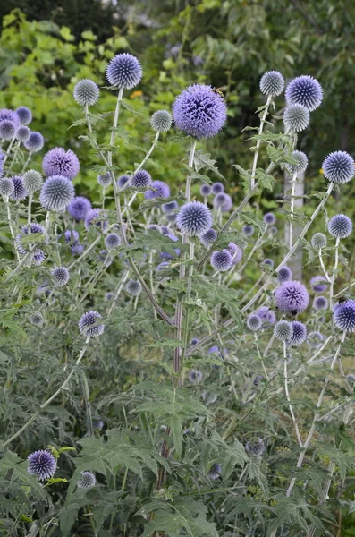 Echinops Ritro Cardo Globo Cardo Globo Pequeño Echinops Flores Jardín —  Fotos de Stock